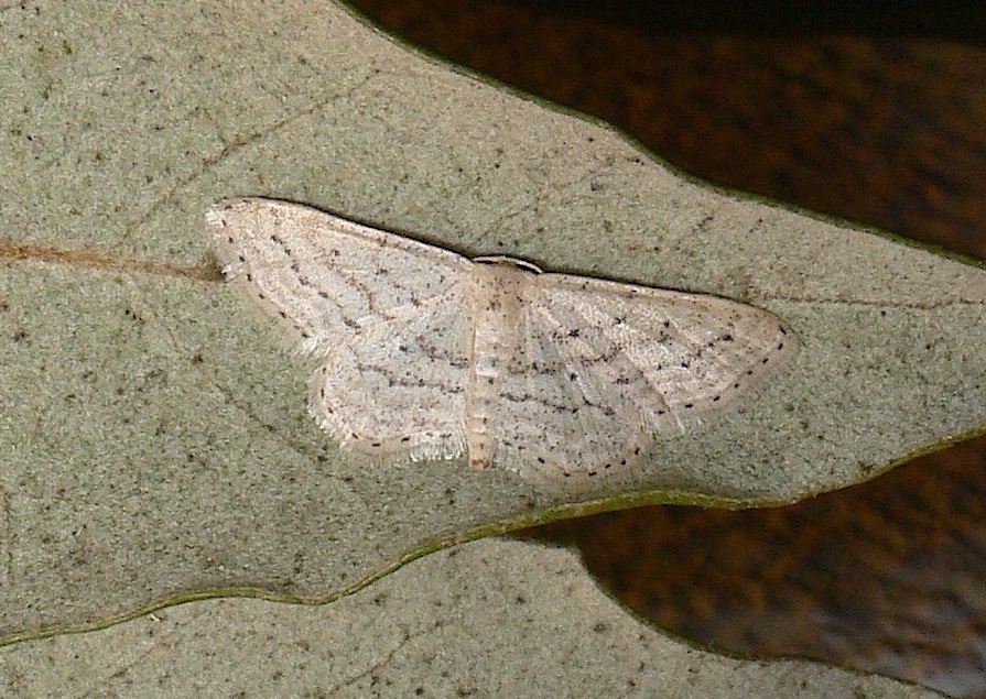 Id falena 2 - Idaea elongaria